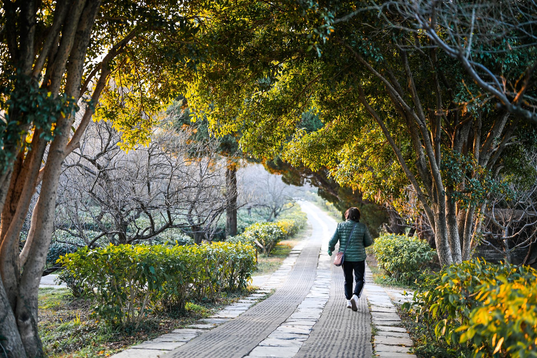 A person walking in a park during morning sunlight for cardiovascular exercise