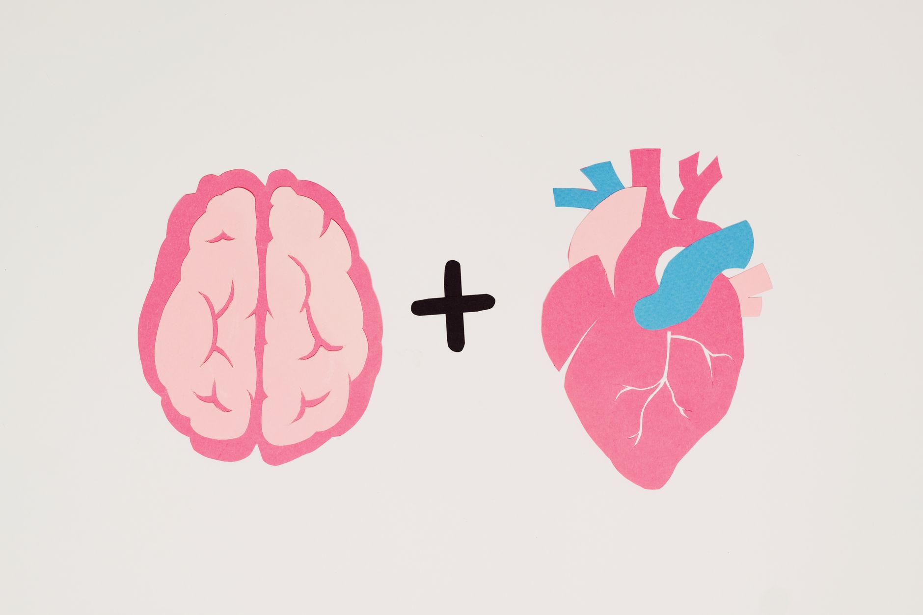 Illustration of the human heart showing its chambers and walls